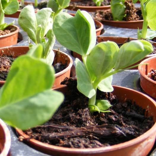 Seedlings