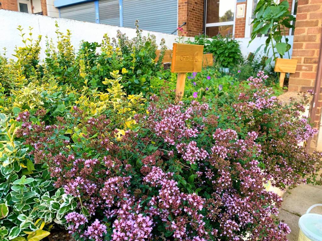 Oregano flowers in the planter