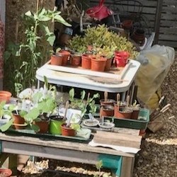 An array of seedlings