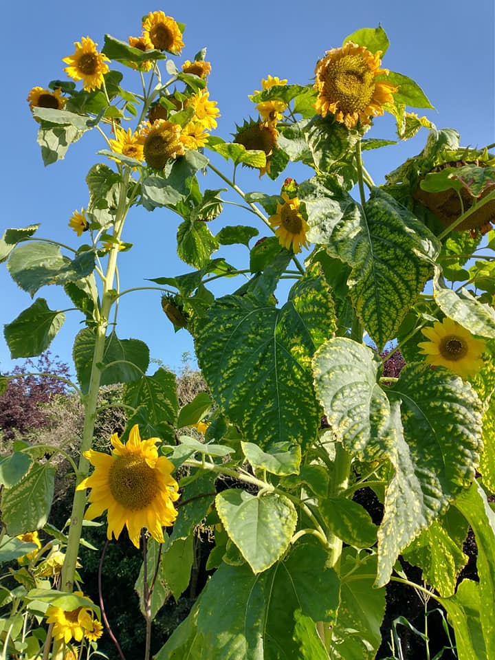 Sunflowers