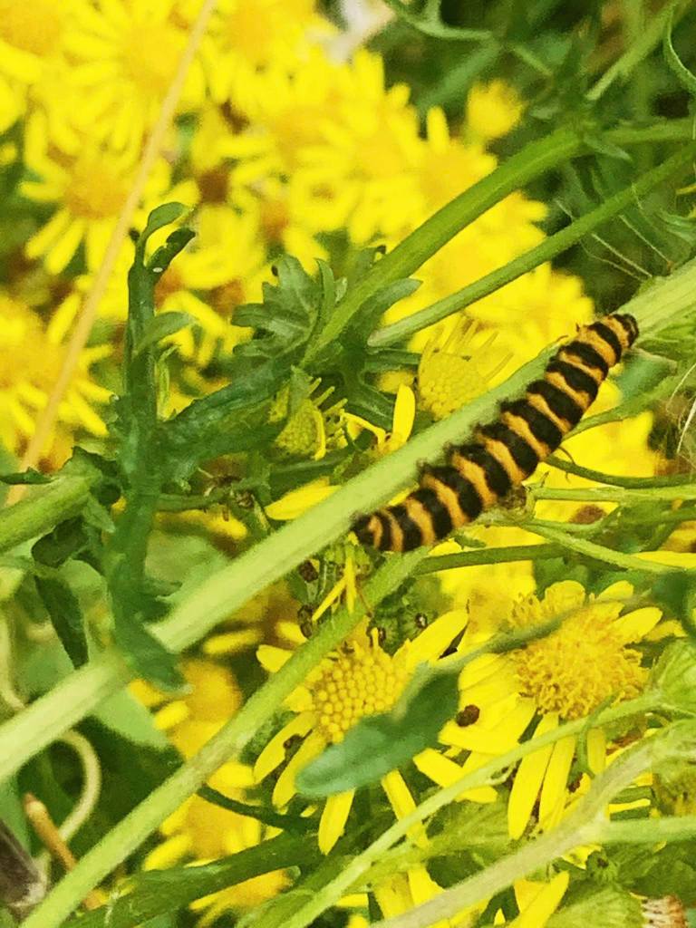 Yellow and black caterpillar