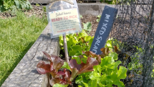 Salad leaves in pots