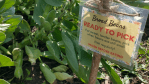 Broad beans and sign saying "ready to pick"