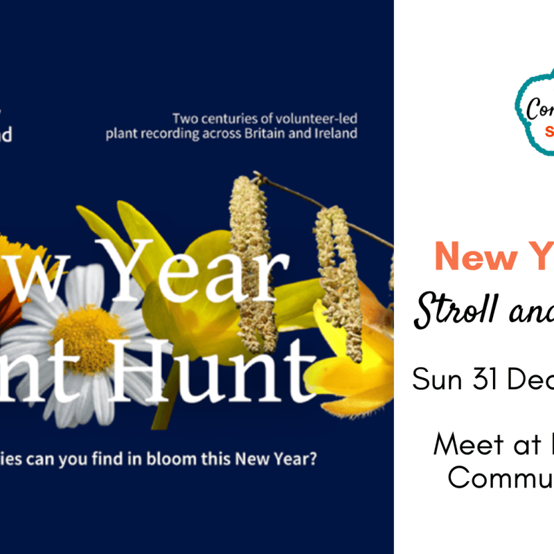 New Year’s Eve: Morning Stroll and Plant&nbsp;Hunt